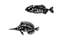 Decoratiune de perete, Fishes 2, Metal, 35 x 20 cm, 2 piese, Negru