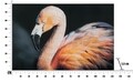 Tablou decorativ Flamingo -B, Mauro Ferretti, 120x80 cm, canvas, multicolor