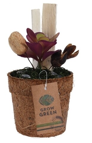 Planta decorativa in ghiveci Purple Succulent