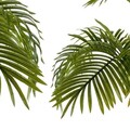 Planta artificiala Palm, Ibergarden, 100x100x100 cm, plastic/sarma