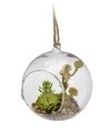 Decoratiune cu agatatoare Plants with Bonsai in ball, 12x10x13 cm, sticla