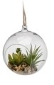 Decoratiune cu agatatoare Plants with Aloe in ball, 12x10x13 cm, sticla